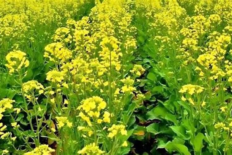 油菜籽施肥用什么肥料花卉百科