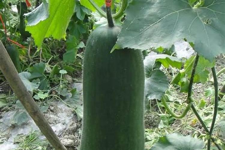 种冬瓜喜欢什么肥