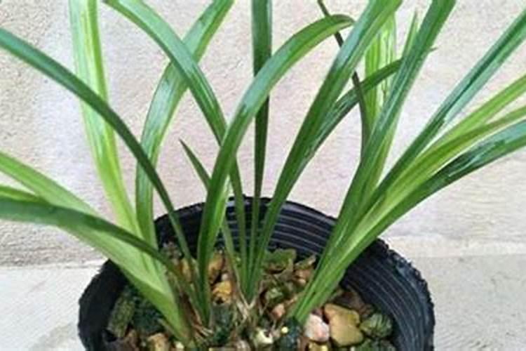 龙骨花施什么肥最好