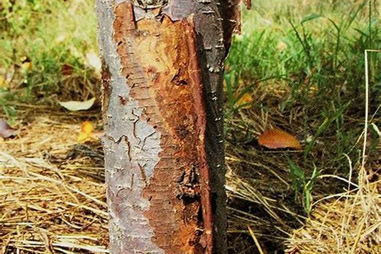 梨树怎么预防根腐病