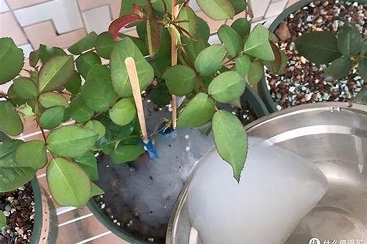 种烤烟用什么肥料好？