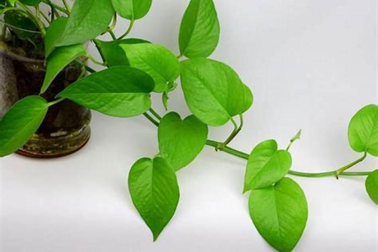 绿萝用什么样肥料最好牛奶行吗