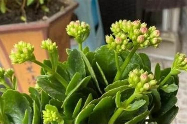 长寿花放几粒复合肥