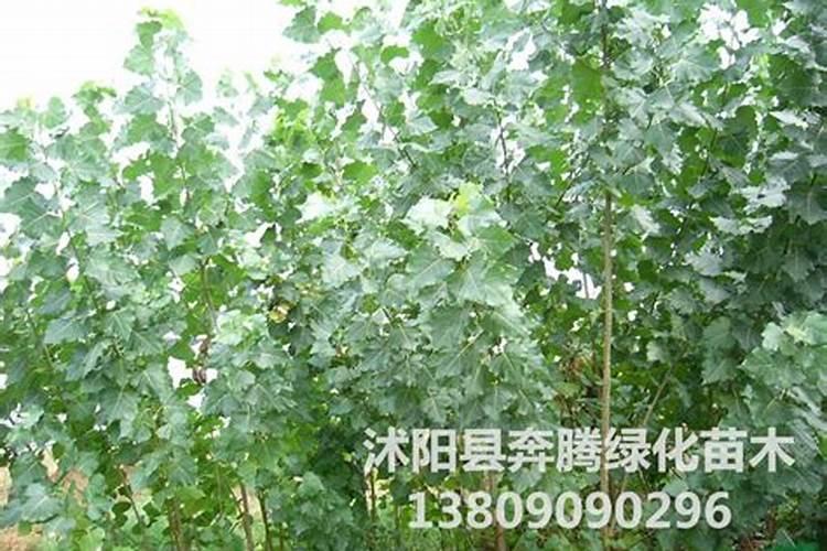 107杨树用什么化肥好