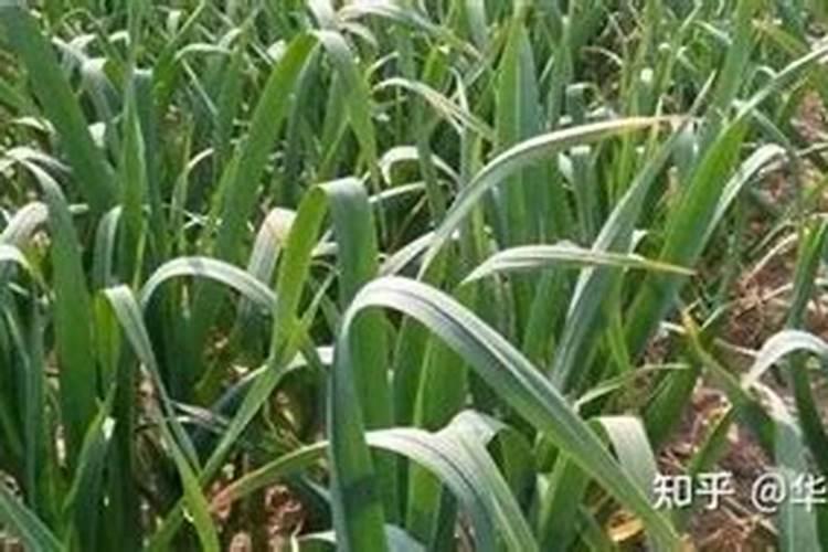 大蒜施肥时间及方法