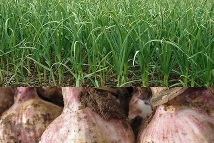 蒜田施肥的正确方法 蒜田什么时候施肥呢