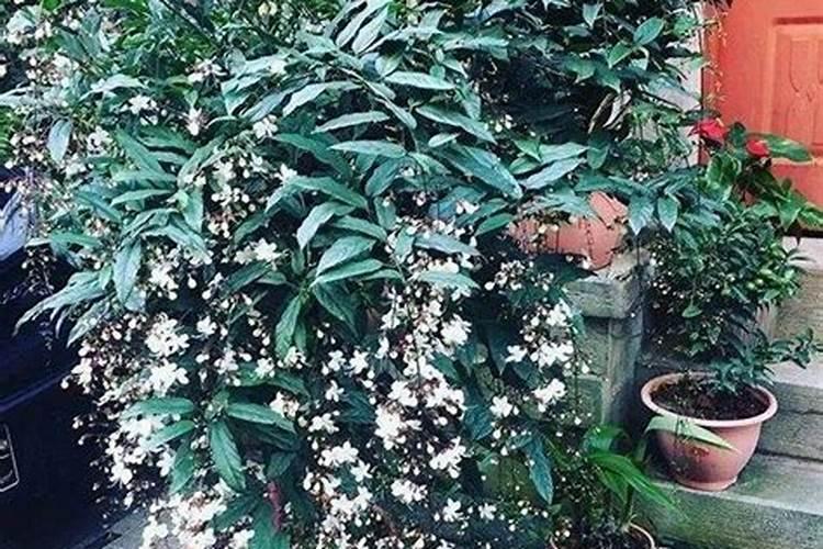 垂丝茉莉耐寒多少度