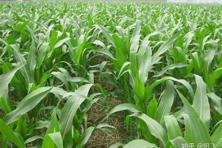 玉米施锌肥的最佳时间 使用方法及注意事项