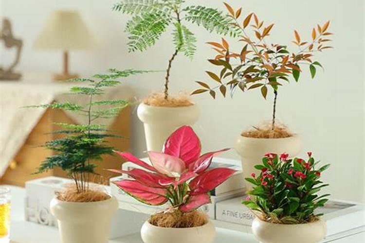 室内养花施什么肥好？