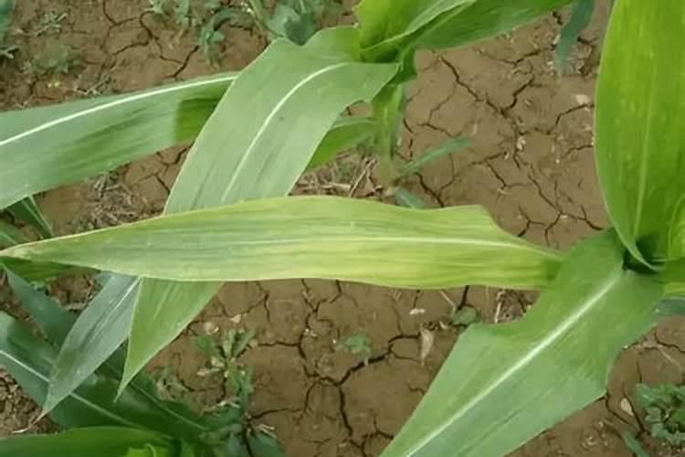 玉米五叶期喷什么叶面肥好