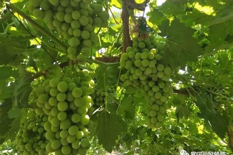 冲施肥控旺用什么