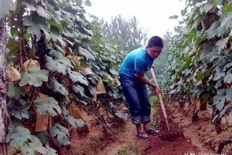 硝酸磷肥的有效期是多长时间 硝酸磷肥的优点和缺点有哪些