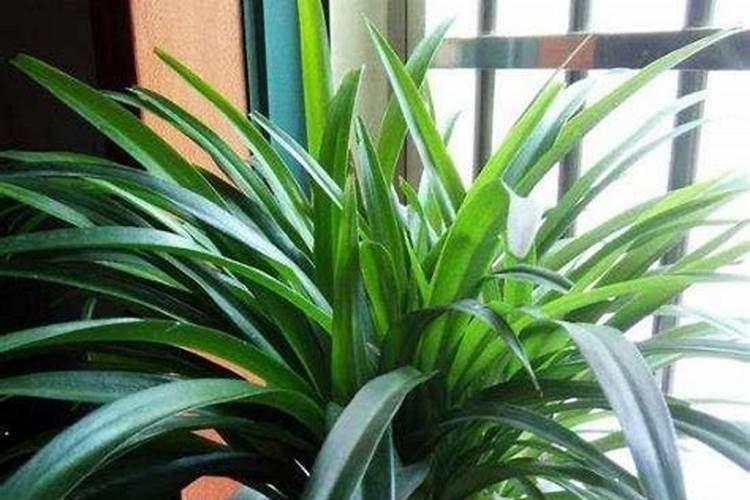 小麦拌种能用芸苔素吗