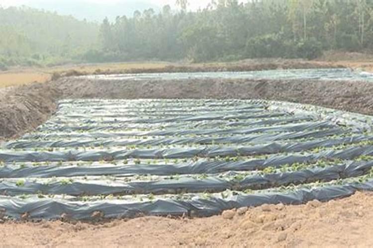 如何做好冬季温室大棚的防寒？