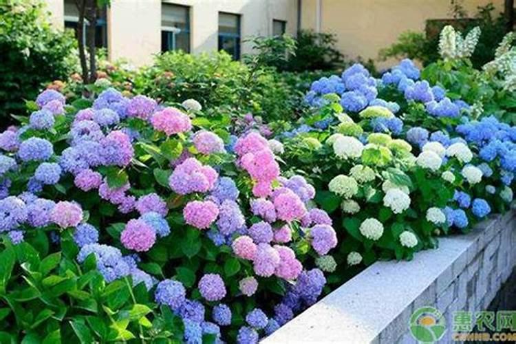 绣球花施什么肥