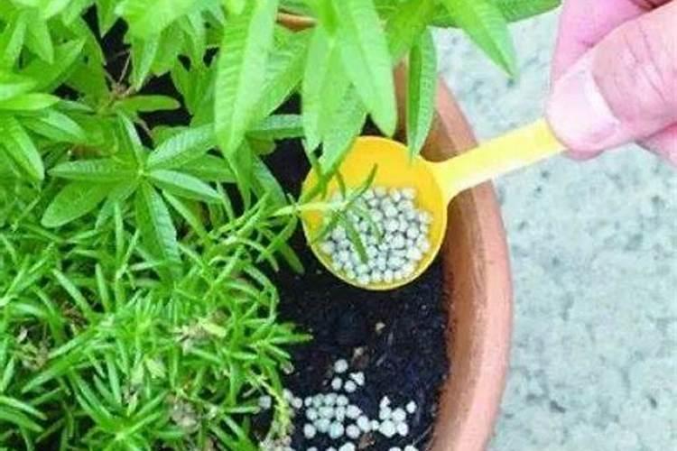 花卉什么时候施肥好