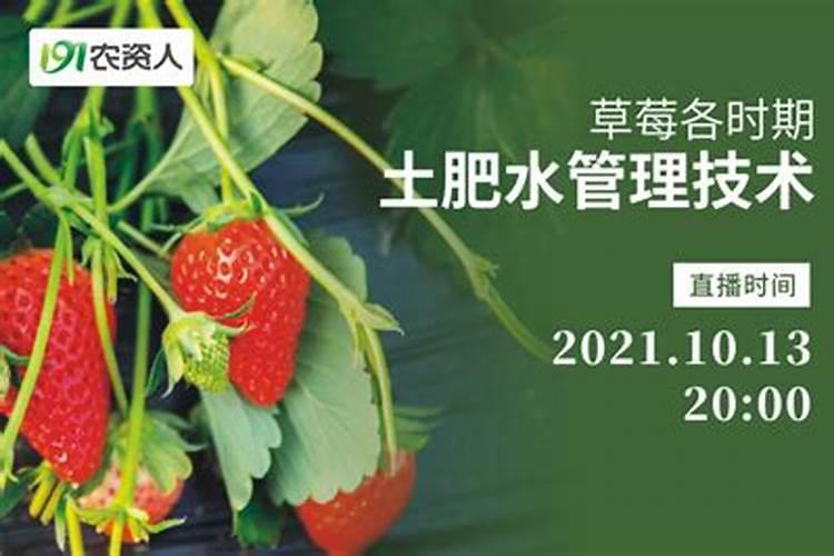 草莓在开花期做果期怎样管理？