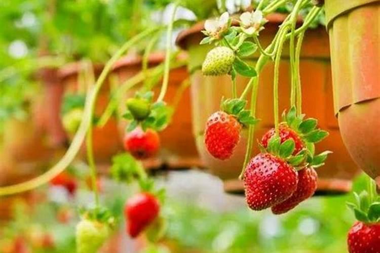 草莓浇水的正确方法？浇水不当极容易导致草莓死苗!