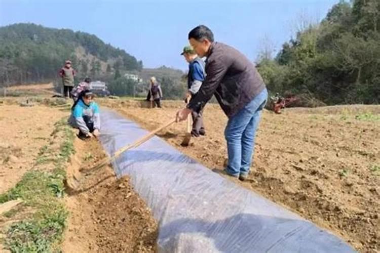 烟草如何种植技术