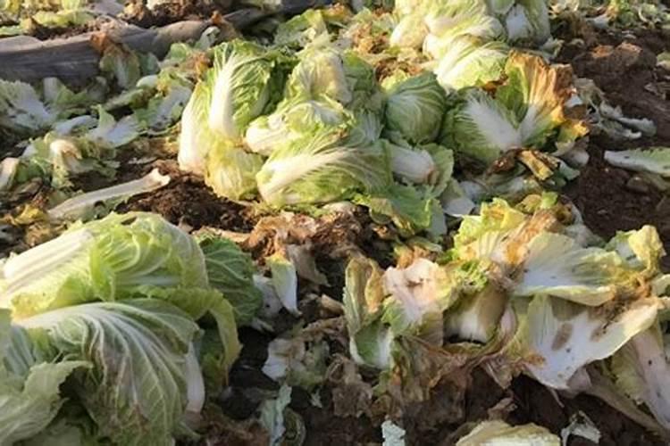 绿植掉落的叶子可以让它烂在土里当肥料吗？