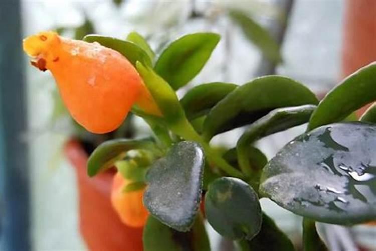 吊兰施什么肥料长得好