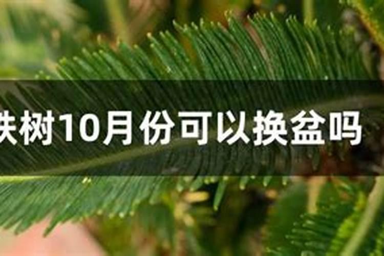 铁树什么时候施肥最好,怎么施肥