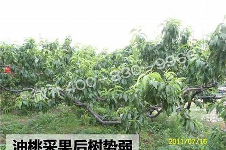 果树开花结果需要哪些营养元素