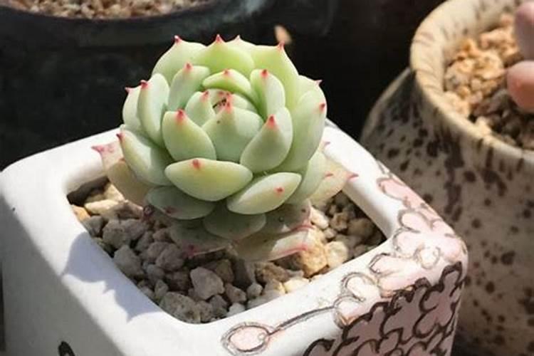 多肉植物施什么肥好