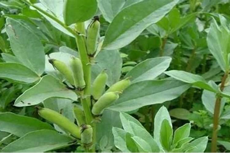 胡豆皮可以做肥料吗