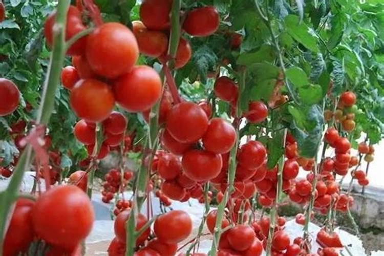 复合肥和大量元素水溶肥的区别