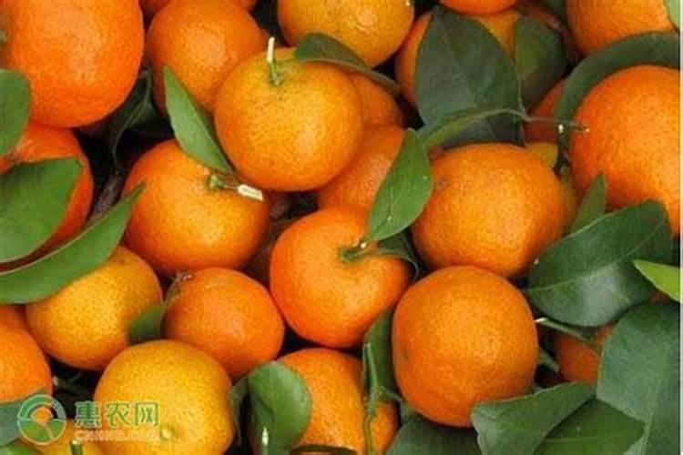 沙糖桔什么时候用钾肥