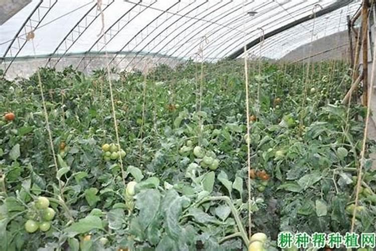 冬季西红柿施肥方法有哪些 番茄秋冬季节怎么施肥