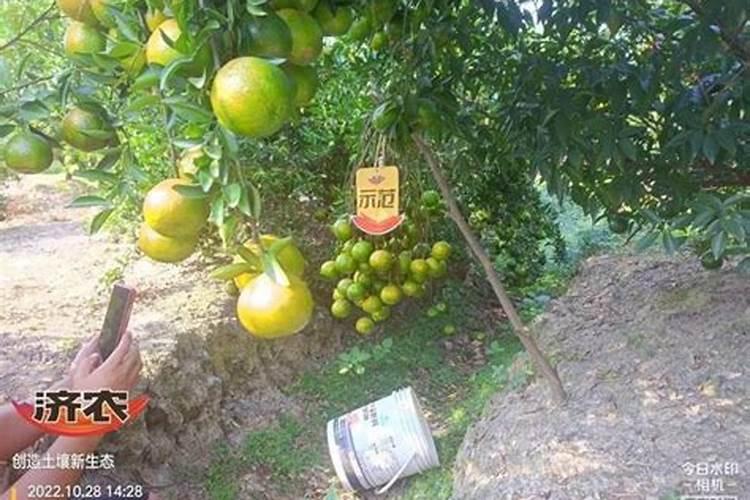 为什么柑果不变黄