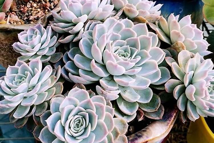 多肉植物上出现白斑怎么办？