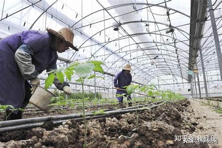 八月瓜怎么种植 养护技巧有哪些