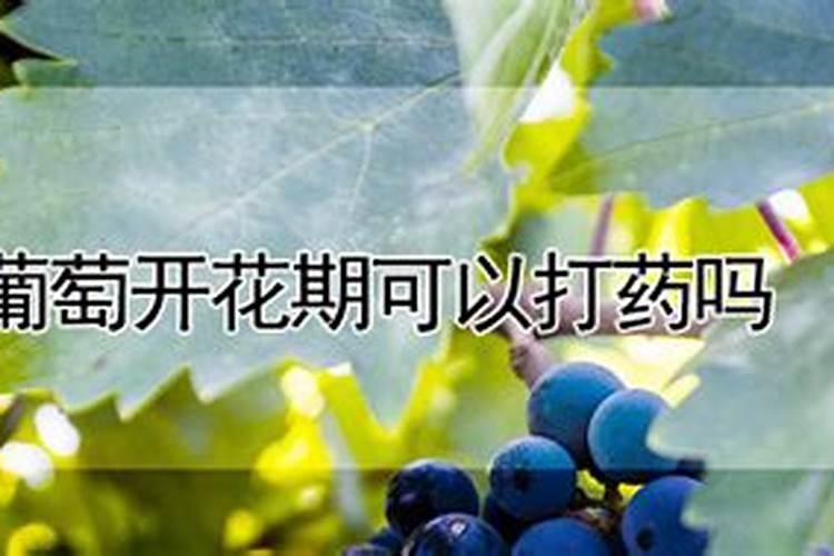 葡萄开花后施什么肥葡萄开花后怎么施肥