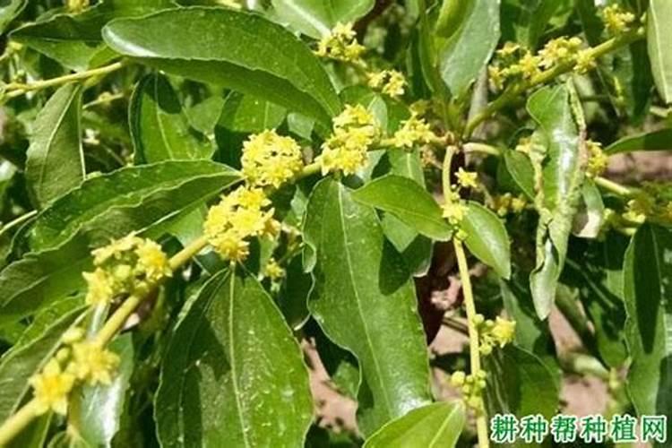 菠萝蜜种植后用什么肥料