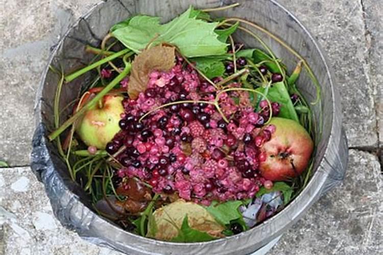 桔子皮水可以浇什么花