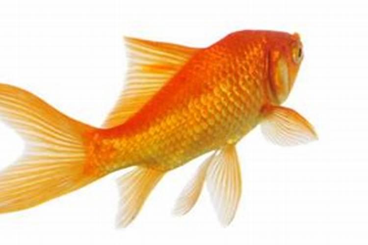 鱼蛋白液体肥使用方法