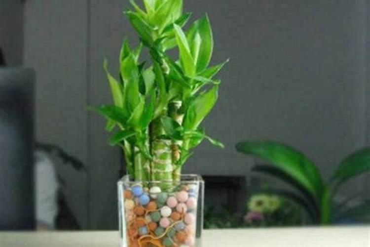 南充桑葚基地采摘攻略