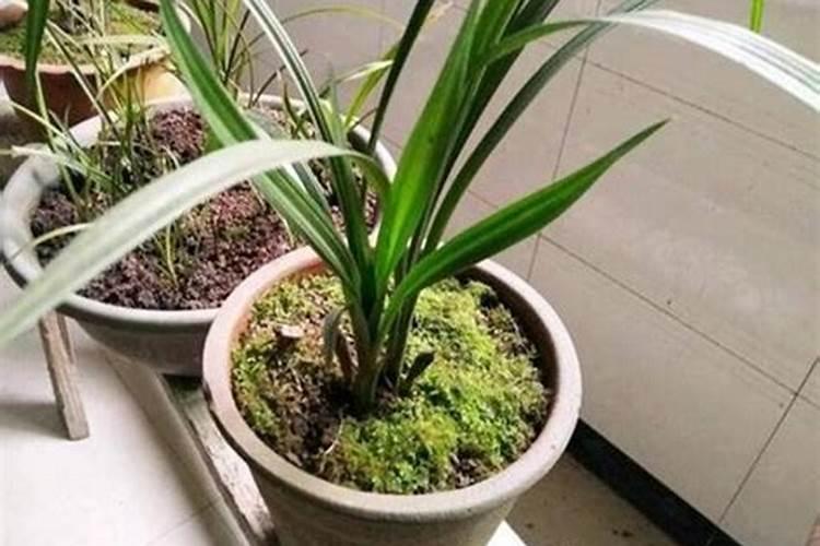 南充枇杷采摘攻略