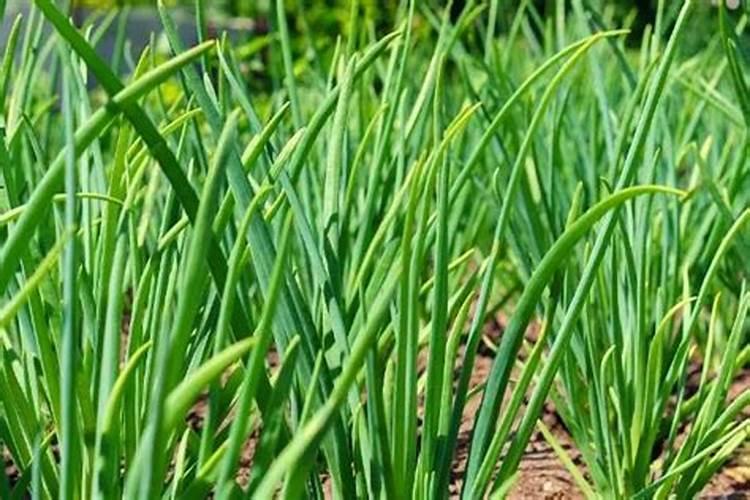 水溶肥高钾型和平衡型的区别