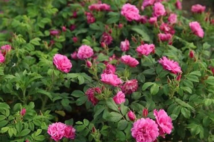 玫瑰花叶子发黄怎么治