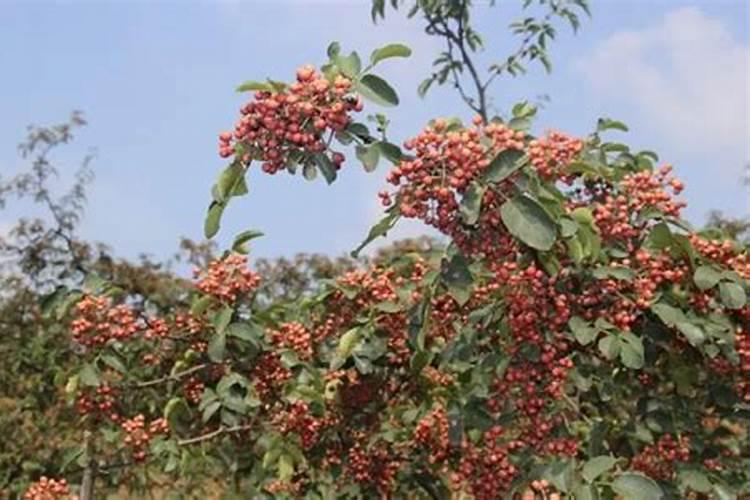 花椒树用什么肥料好