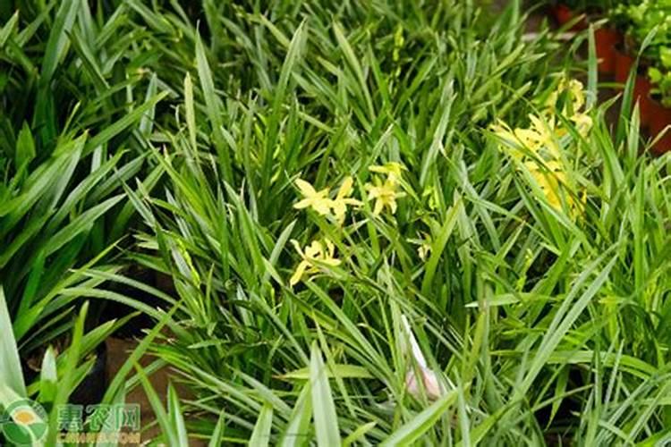 兰花什么时候施肥最好,兰花施肥用什么肥最好(氮磷钾肥)