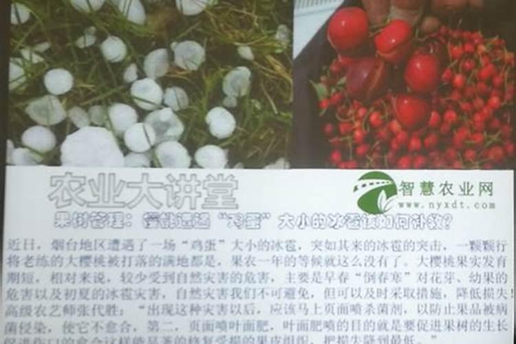 芹菜冰雹打了怎么用药