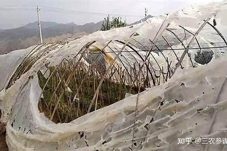 甜瓜,西瓜冰雹打后如何补救？