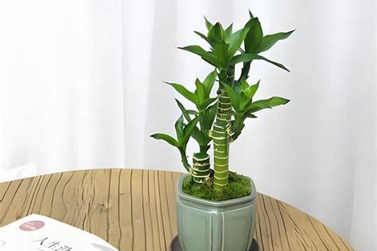 请教一下这种富贵竹是什么品种的？感觉太长了,可以剪短一点吗？剪后还...