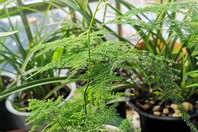 观音竹的风水作用 观音竹的养殖方法和注意事项