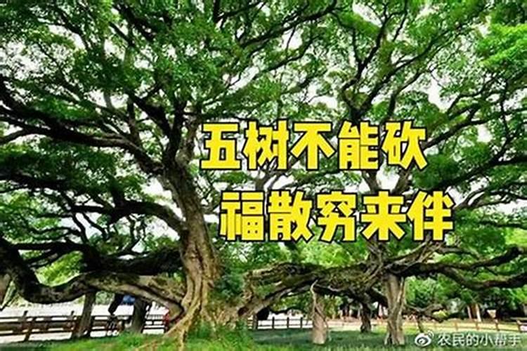 水养富贵竹,长出的新叶发黄,慢慢变干枯,竹心发红,咋回事？
